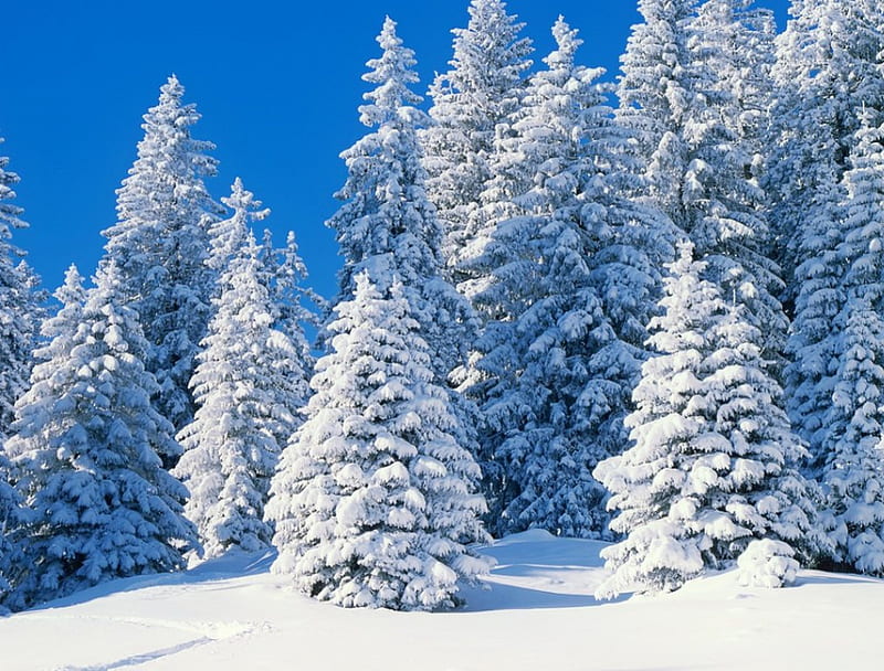 Winter in Swiss Alps, Alps, bonito, trees, sky, ski, winter, mountain, snow, swiss, slope, nature, landscape, HD wallpaper
