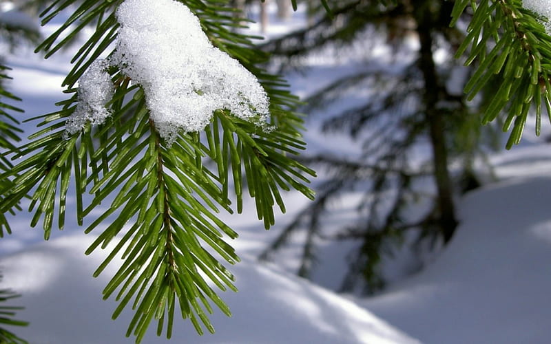 Winter, tree, green, christmas, snow, macro, fir, white, HD wallpaper