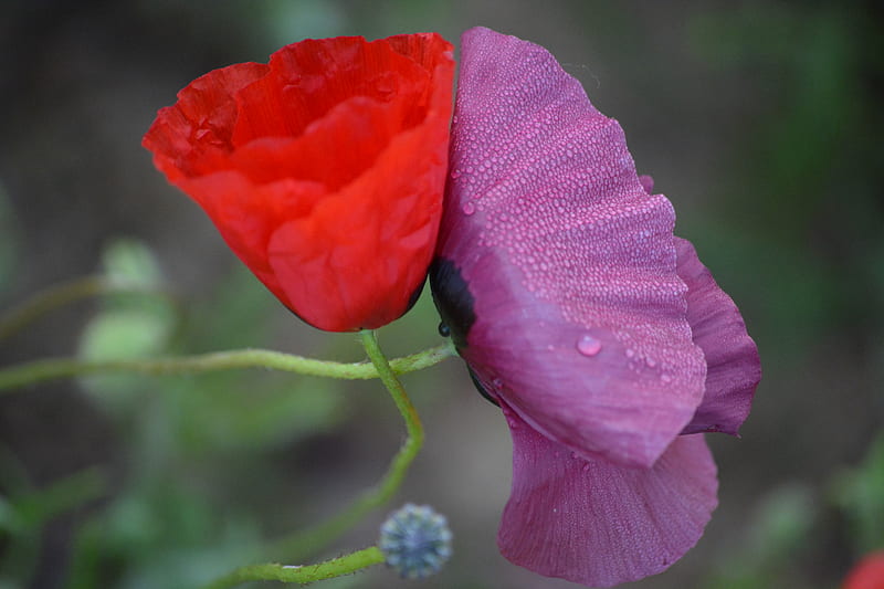 Purple and red flowers, HD wallpaper | Peakpx