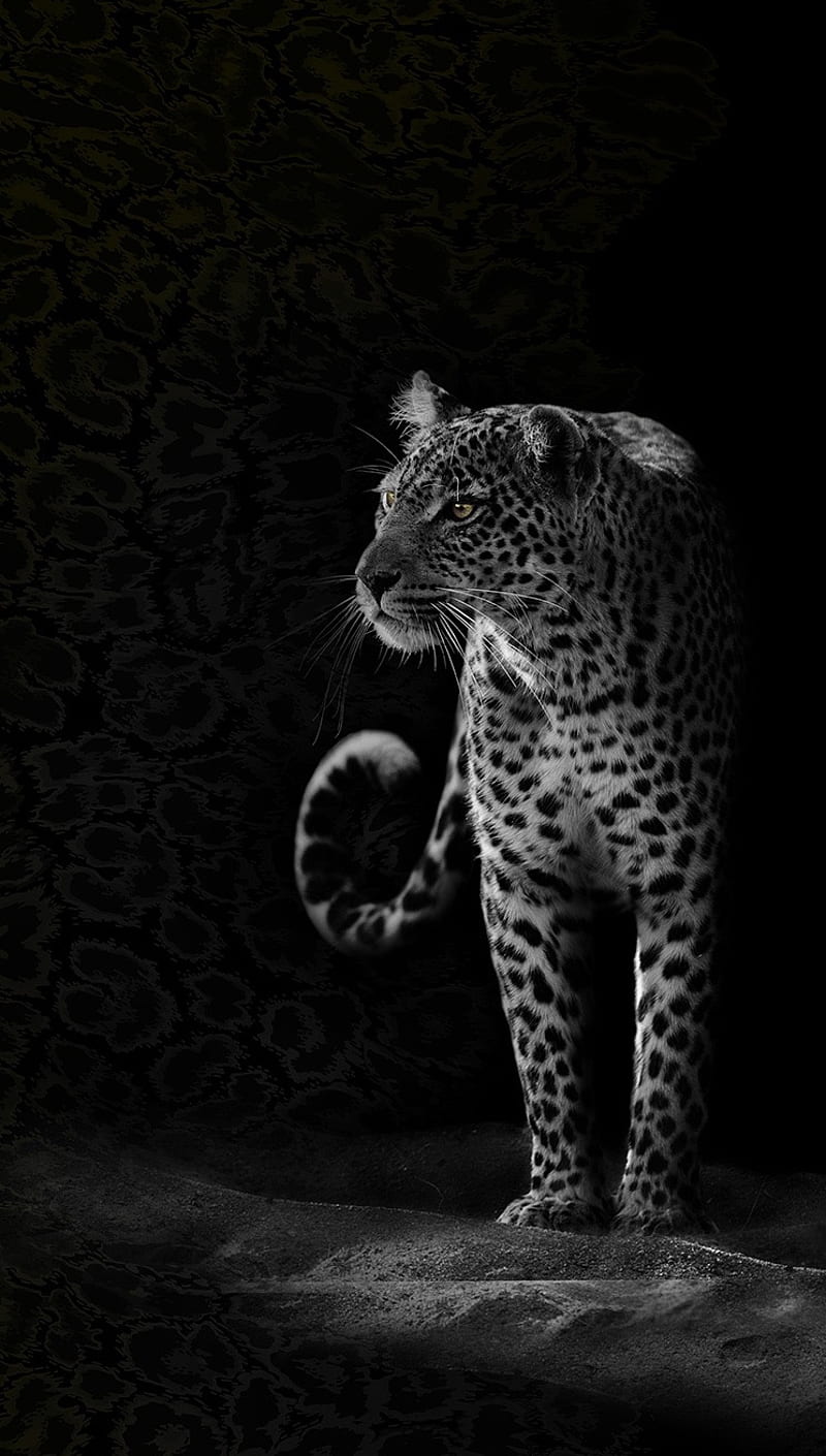 Jaguar, animal, apple, brazil, cat, danger, dark, nature, nice, pet, HD  phone wallpaper | Peakpx