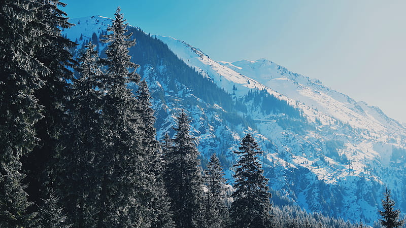 mountains, trees, pines, slopes, snowy, HD wallpaper