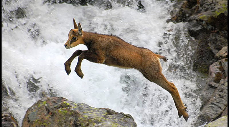 Good Jump, rocks, sheep, jumping animals, goats, waterfall, baby goat, wildlife, nature, animals, HD wallpaper