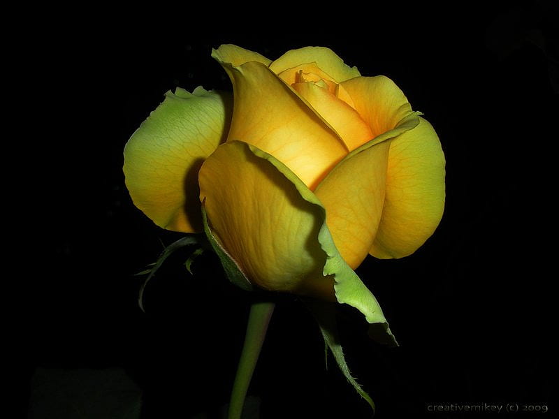 Hãy cùng chiêm ngưỡng một bông hoa hồng vàng 3d tuyệt đẹp trong hình ảnh này. Với chất liệu và kỹ thuật 3D tinh xảo, bông hoa được tạo ra với sự chân thực và độc đáo, mang đến cho bạn khung cảnh đầy màu sắc và đẹp mê hồn. Chắc chắn bạn sẽ không thể rời mắt khỏi bức tranh này.
