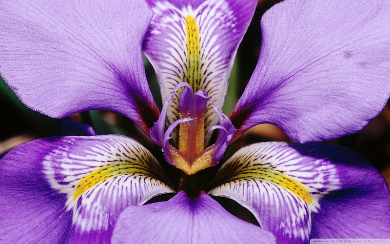 Iris, flower, Douglas, purple, HD wallpaper