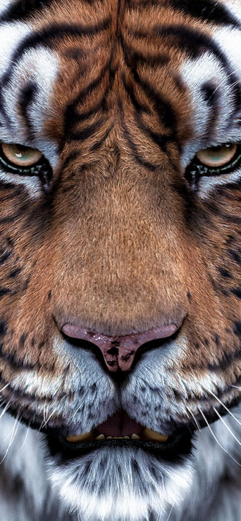 Tiger, animals, big, cats, eye, regard, tigers, tiger, HD phone wallpaper