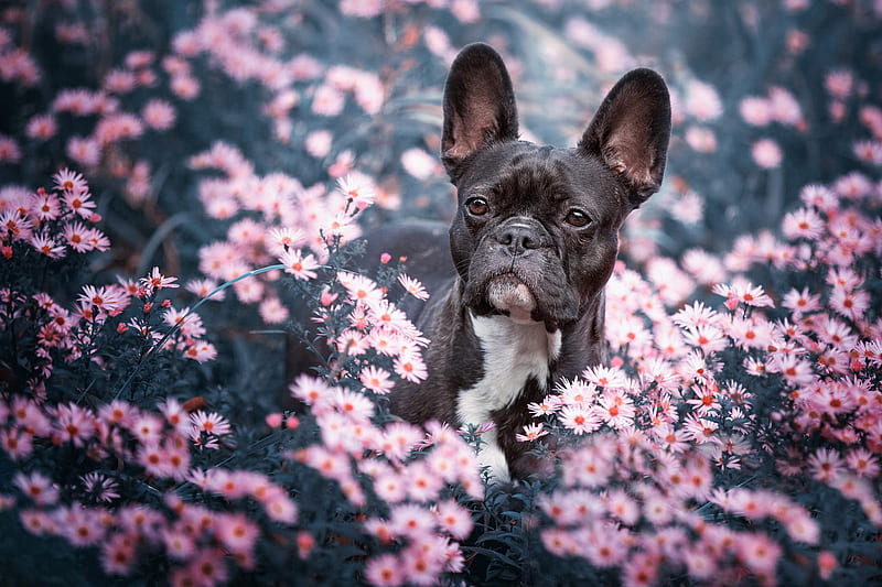 Dogs, French Bulldog, Dog, Flower, Pet, Pink Flower, HD wallpaper | Peakpx
