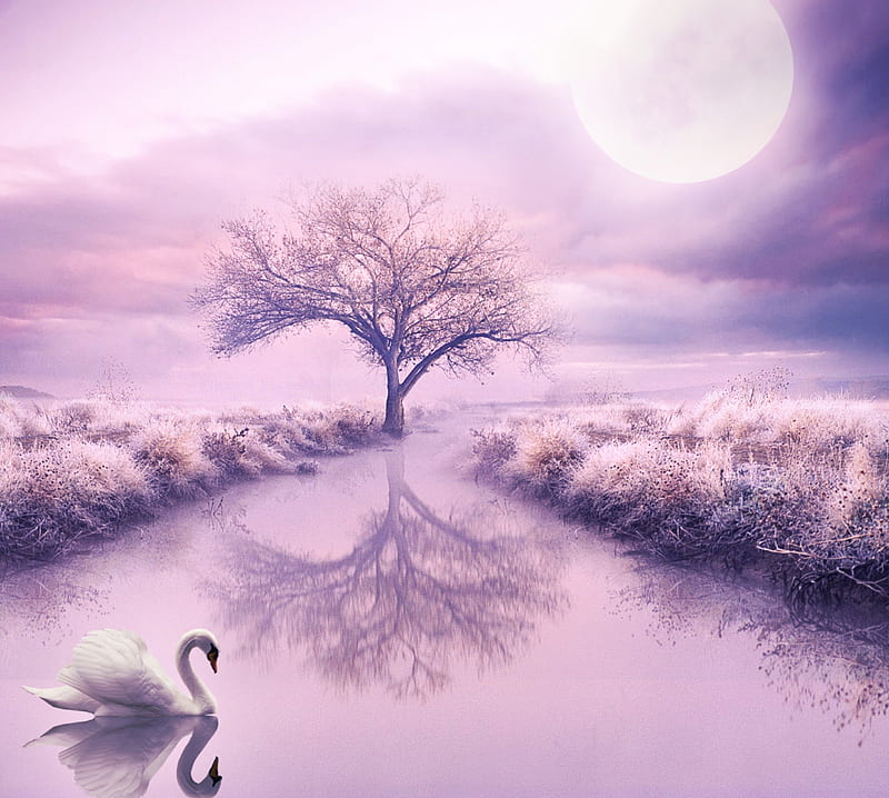 ★Tenderness of Silence★, rocks, splendid, charm, attractions in dreams, bonito, swan, clouds, waterscapes, moon, gentle, stock , landscapes, exterior, pink, resources, animals, lakes, lovely, silence, love four seasons, creative pre-made, sky, trees, softness, cute, cool, plants, tender touch, backgrounds, nature, beloved valentines, HD wallpaper