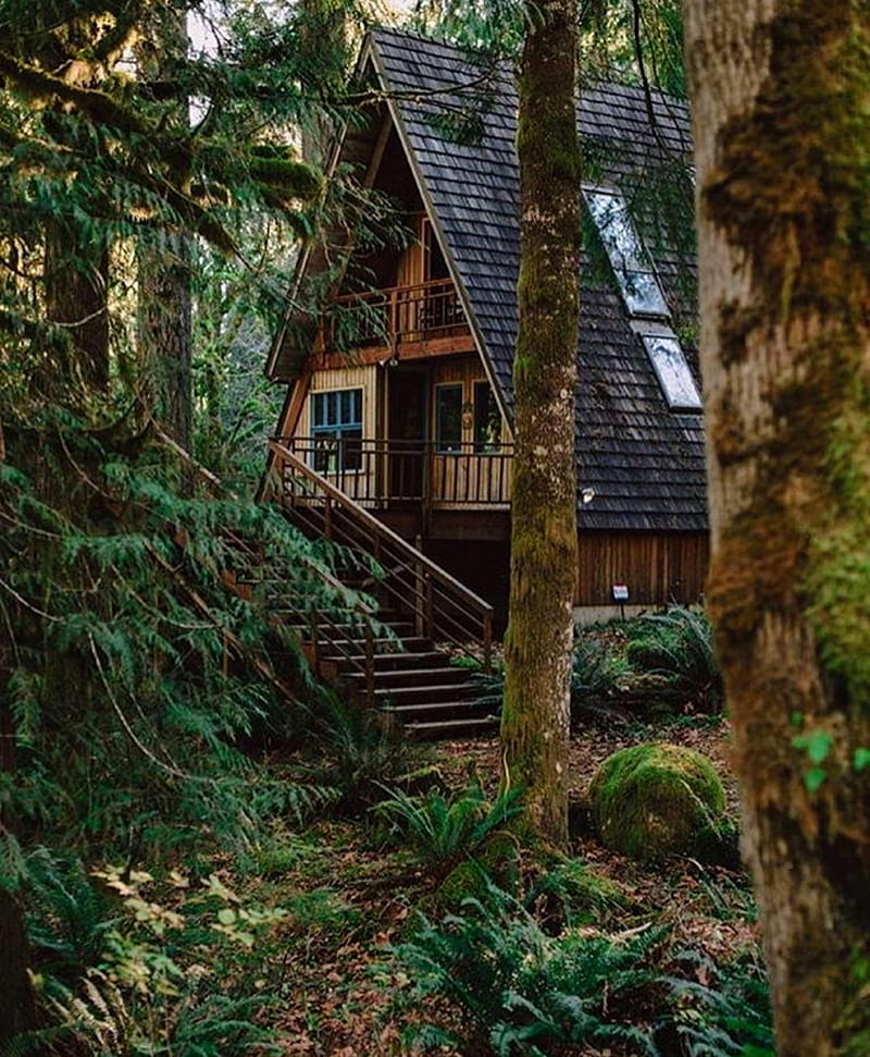 Cabaña en el bosque, bonito, cabaña, bosque, aquí, naturaleza, pacífico,  lluvioso, Fondo de pantalla de teléfono HD | Peakpx