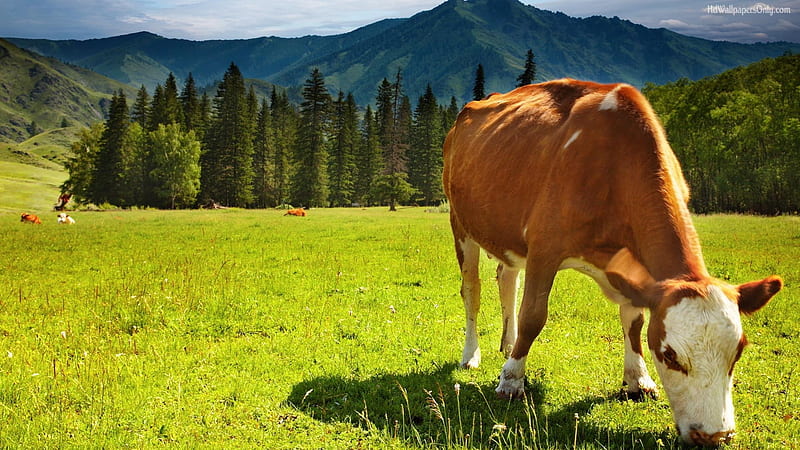grazing cow, cow, grass, field, meadow, HD wallpaper