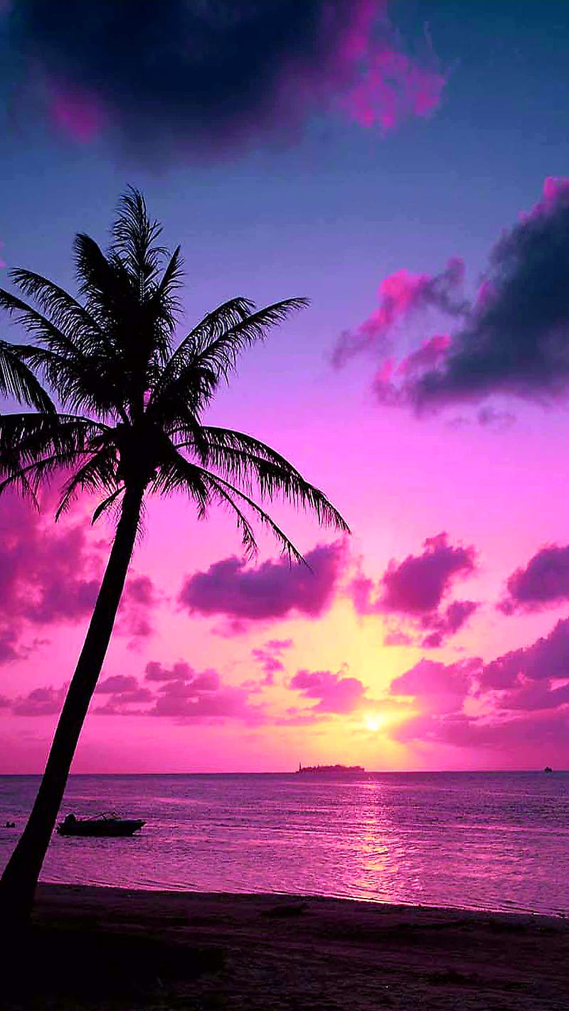 Pink tropical sunset, palm trees, pink, sunset, tropical, HD phone wallpaper  | Peakpx