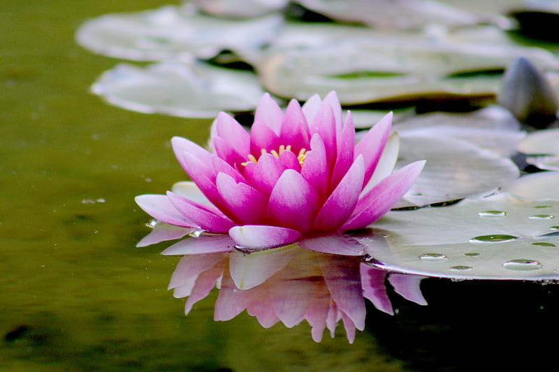 Pink Water Lily Flower on Water, HD wallpaper