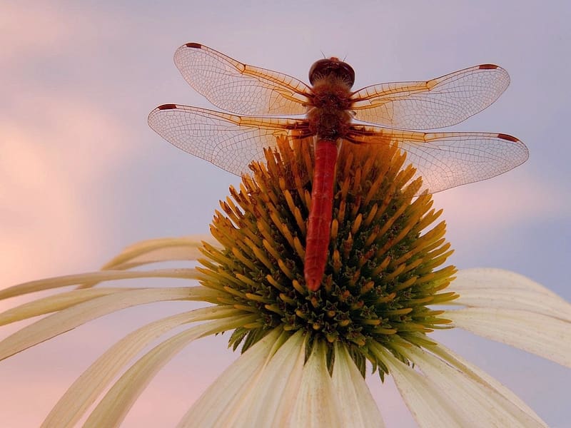 Insects, Macro, Close Up, Animal, Dragonfly, Cone Flower, HD wallpaper