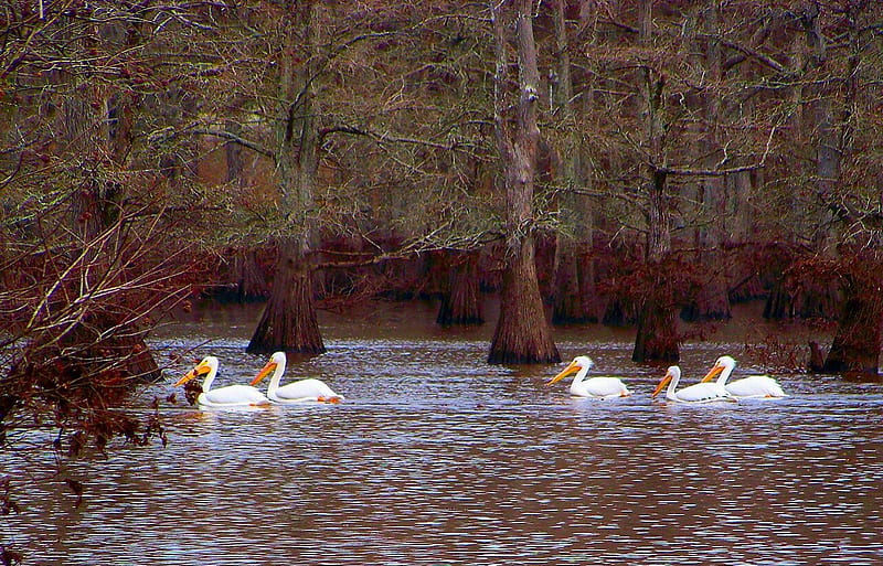 Pelicans Passing, waterfowl, pelicans, white, lake, migrate, winter, HD wallpaper