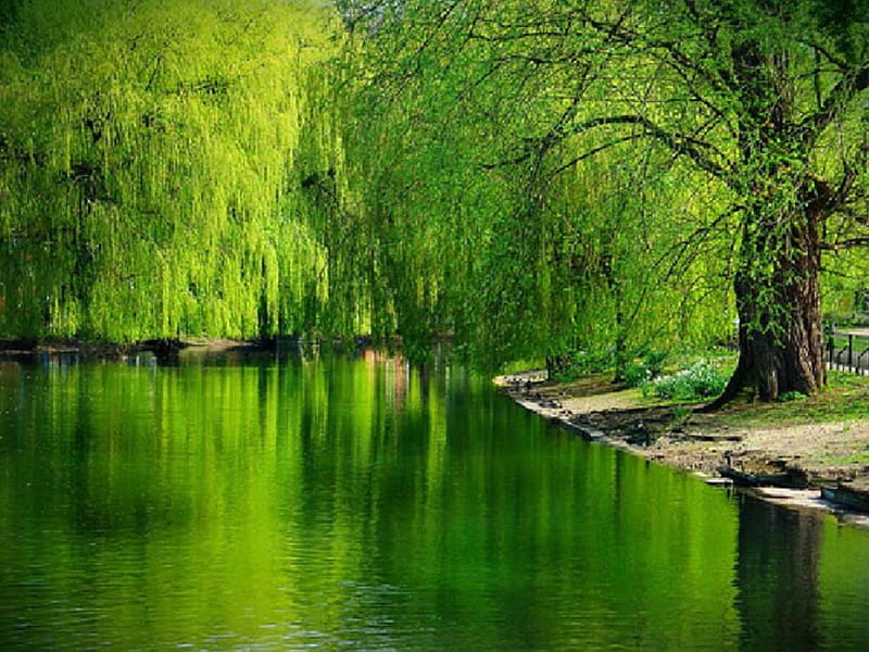Beautiful Day at the Lake, lakes, green, landscapes, nature, trees, weeping willows, HD wallpaper