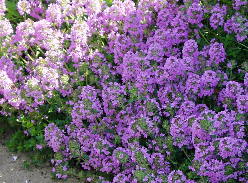 The Herb Thyme., garden, flowers, herb, purple, HD wallpaper