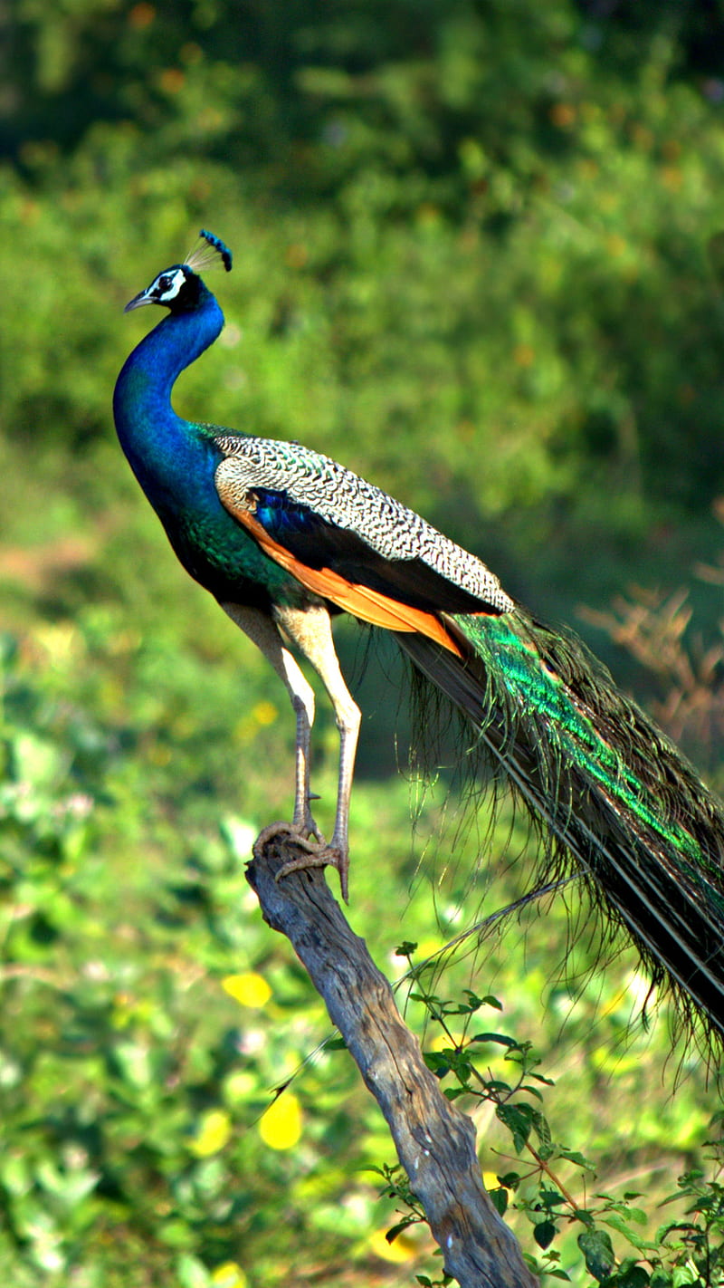 Peacock, bird, blue, HD phone wallpaper