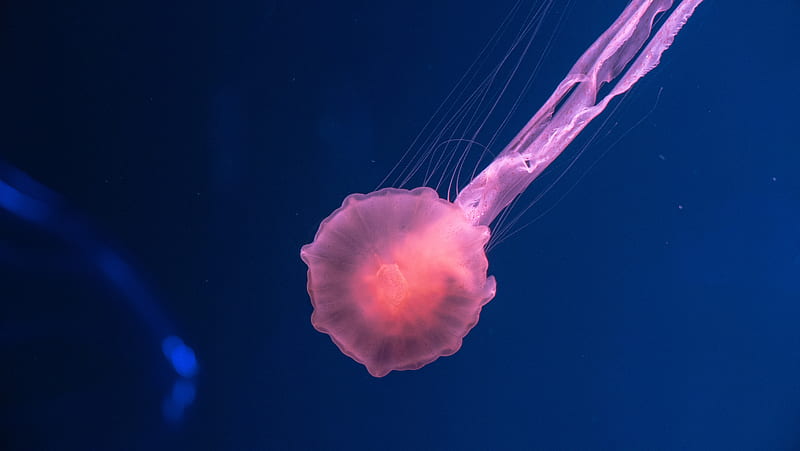 jellyfish, pink, transparent, sea, underwater world, HD wallpaper