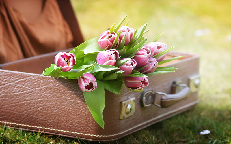 pink tulips, brown leather suitcase, spring flowers, green grass, HD wallpaper