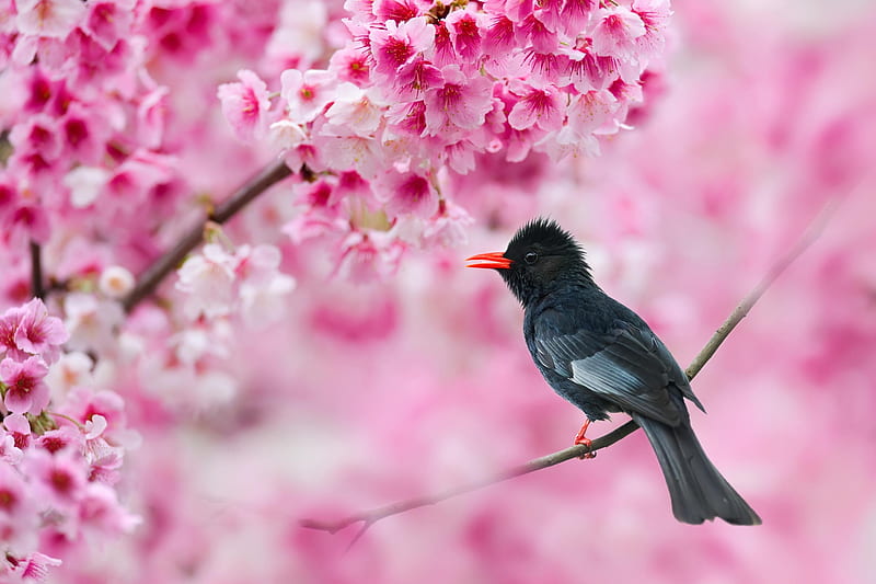 Bird Fuyi Chen Blossom Pasare Black Spring Pink Hd Wallpaper