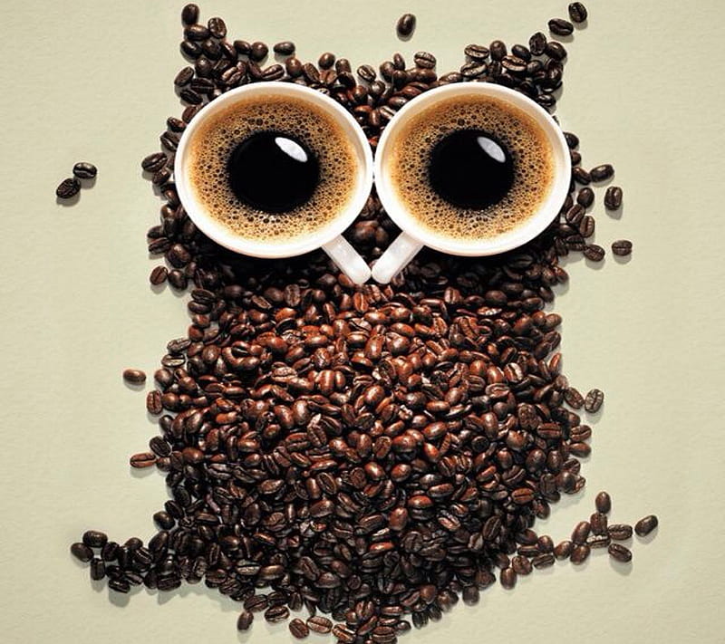 Owl, coffee, HD wallpaper