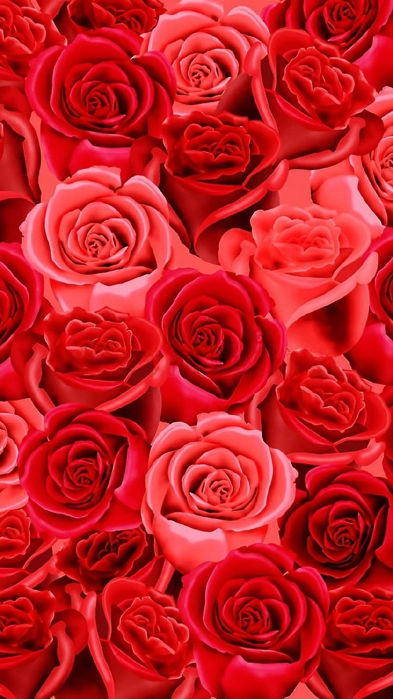 Gulab Ke Phool Wale, Red Roses, flower, HD phone wallpaper