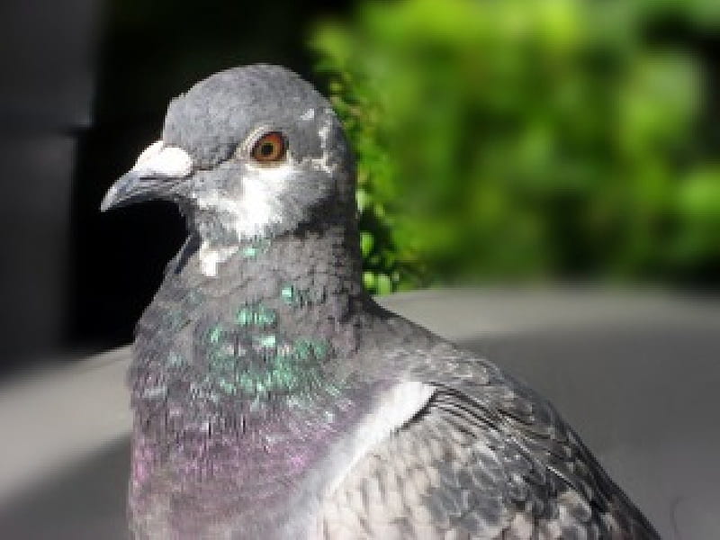 Pigeon, eye, birds, bonito, green, anials, purple, feather, gris, colour, white, HD wallpaper