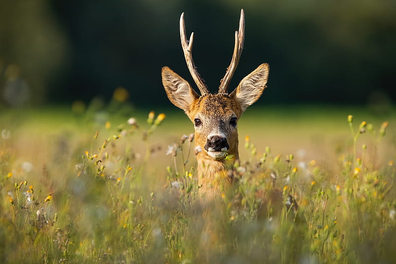 Animal, Deer, Roe Deer, Wildlife, HD wallpaper