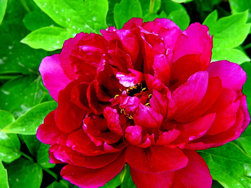 Red Peony, peony, flower, red, bonito, HD wallpaper | Peakpx