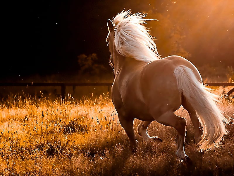 HD-wallpaper-beautiful-horse-cool-beautiful-horse.jpg
