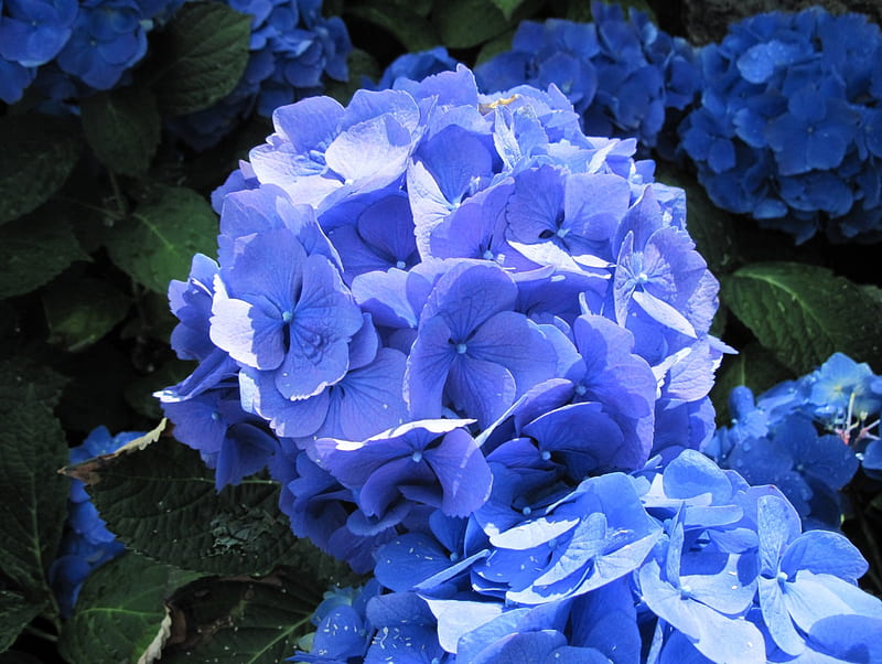 La hortensia azul en el jardín, grafía, verde, hortensia, jardín, flores,  azul, Fondo de pantalla HD | Peakpx