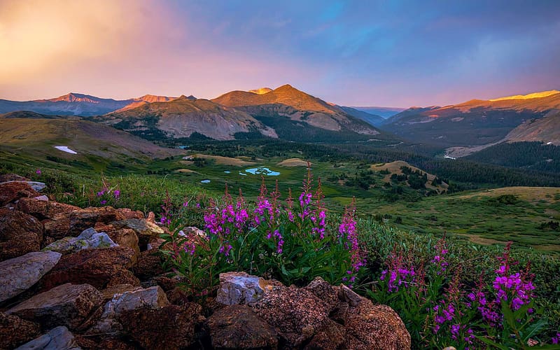 Evening on the Continental Divide in Colorado, blossoms, mountains, clouds, flowers, usa, sky, HD wallpaper