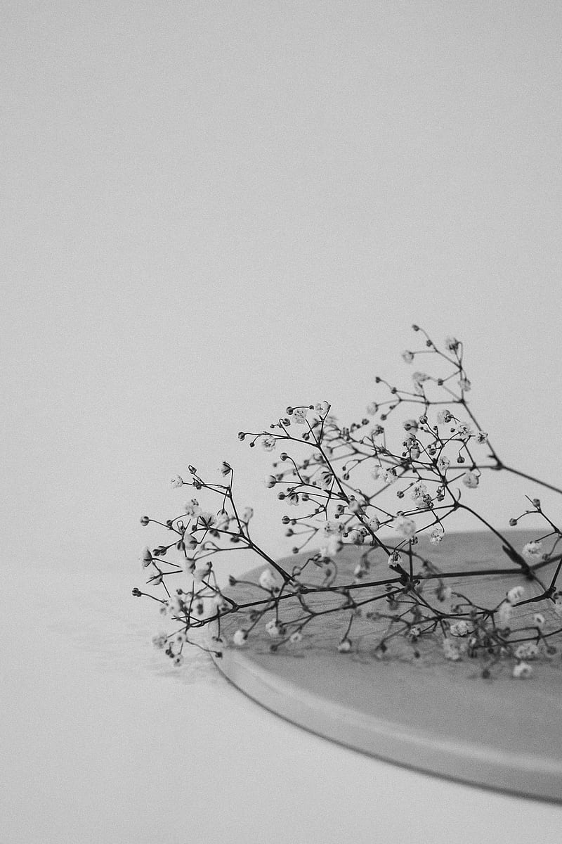 branches, flowers, minimalism, black and white, HD phone wallpaper