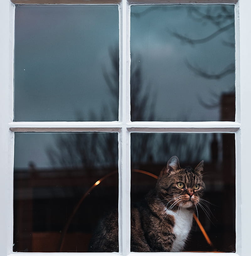 cat, window, waiting, observe, HD phone wallpaper