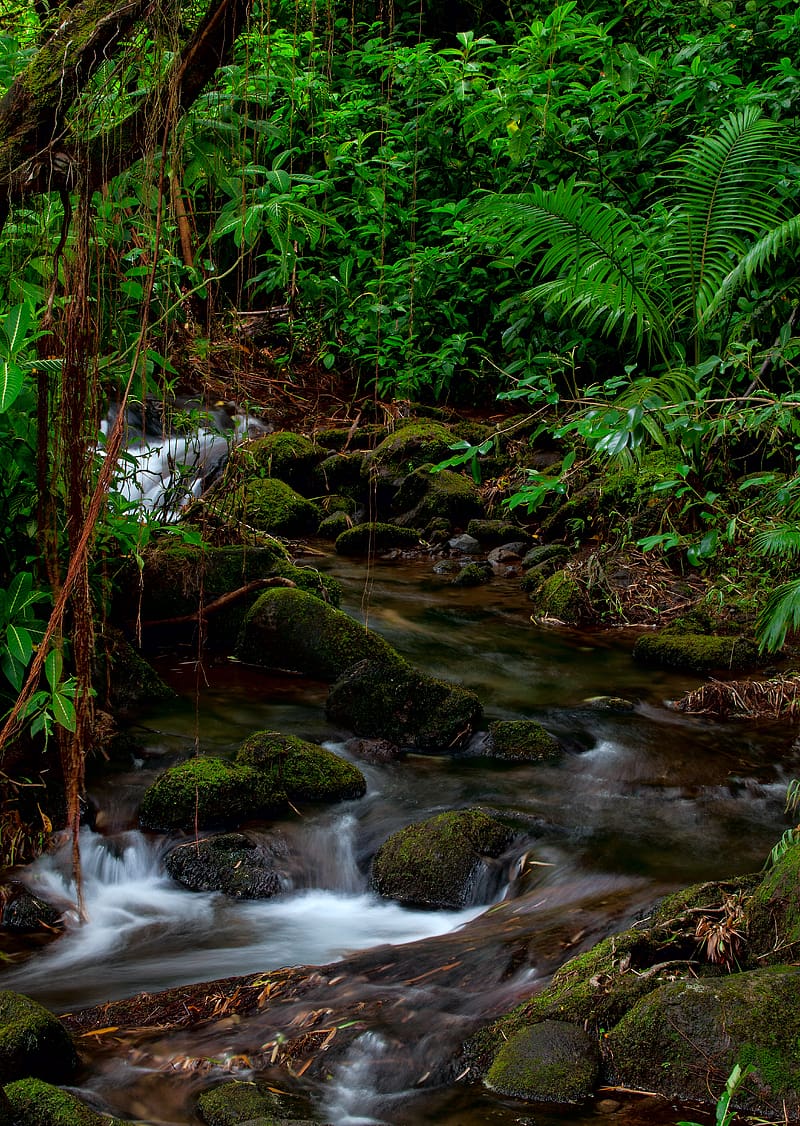 stream, stones, moss, plants, landscape, nature, HD phone wallpaper