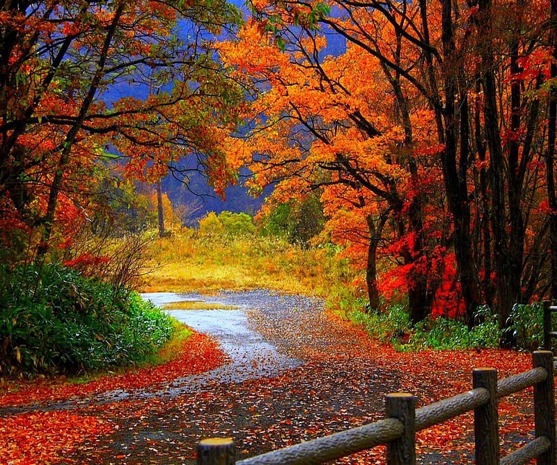 Autumn, forest, landscape, nature, trail in autumn, HD wallpaper