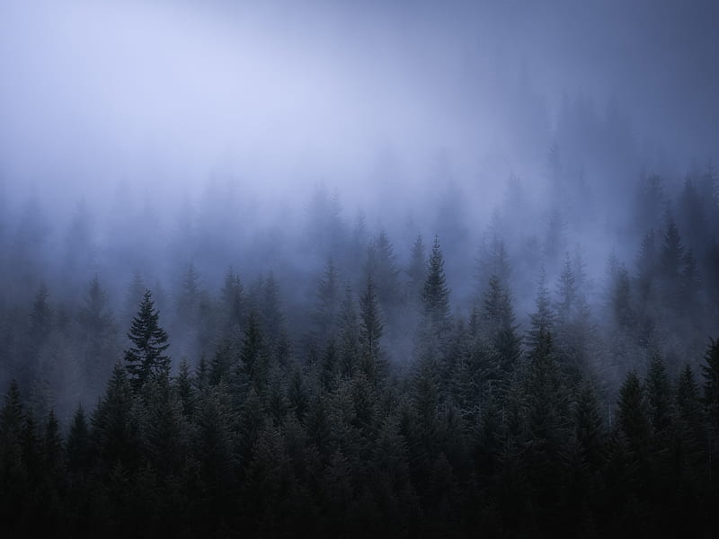 Fog Dark Forest Tress Landscape , fog, forest, trees, landscape, nature, HD wallpaper