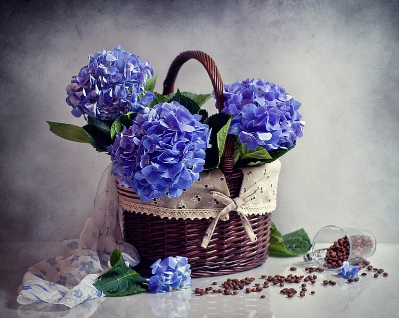 For my flower friend - Jasenka, hydrangea, cloth, frioendship, coffee beans, basken ribbon, still life, thank you, graphy, tenderness, love, cup, flowers, scarf, beauty, blue, harmony, HD wallpaper