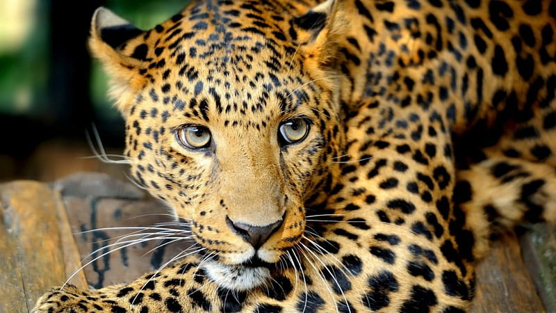 *** Leopard ***, leopard, spots, head, wild, eyes, animals, HD wallpaper