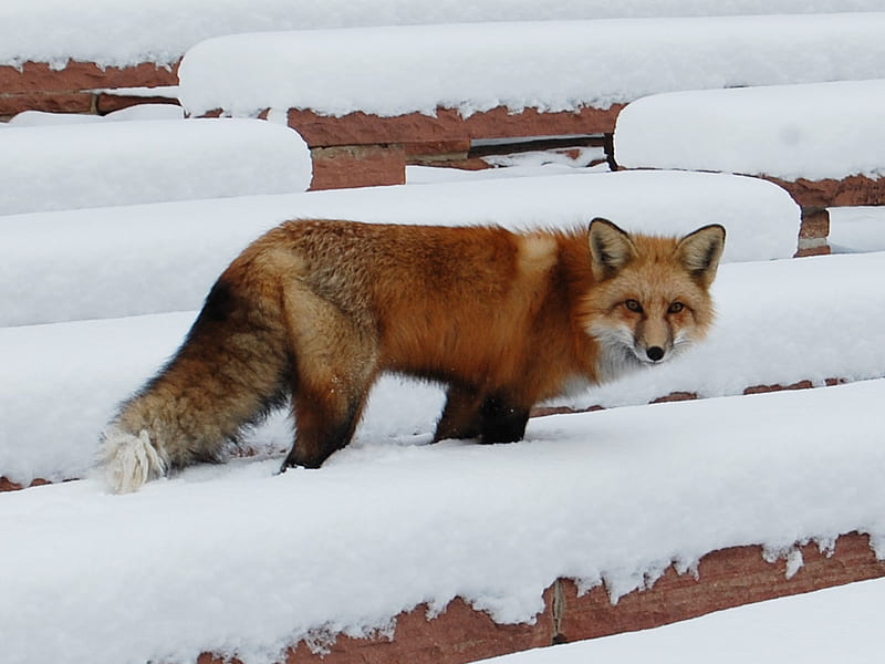 SLY AS A FOX BECAUSE I AM A FOX, cunning, bonito, snow, redfox, HD wallpaper