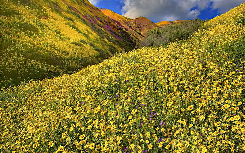 Wonderful Wildflowers, mountains, wildflowers, flowers, yellow, fields, meadow, HD wallpaper