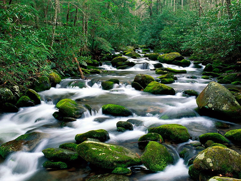 Torrents, forest, water, green, nature, river, HD wallpaper