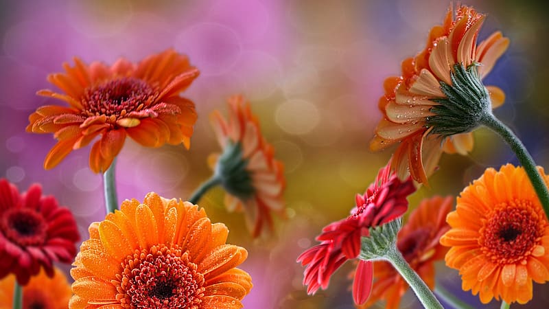 Flowers, , Gerbera, Daisy, Red Flower, Orange Flower, HD wallpaper