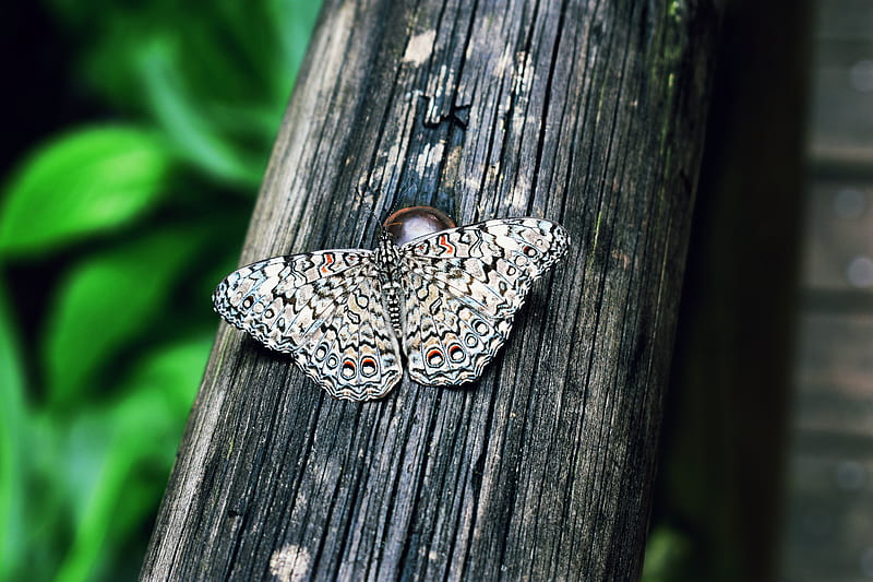 butterfly, insect, lepidoptera, wings, spotted, HD wallpaper