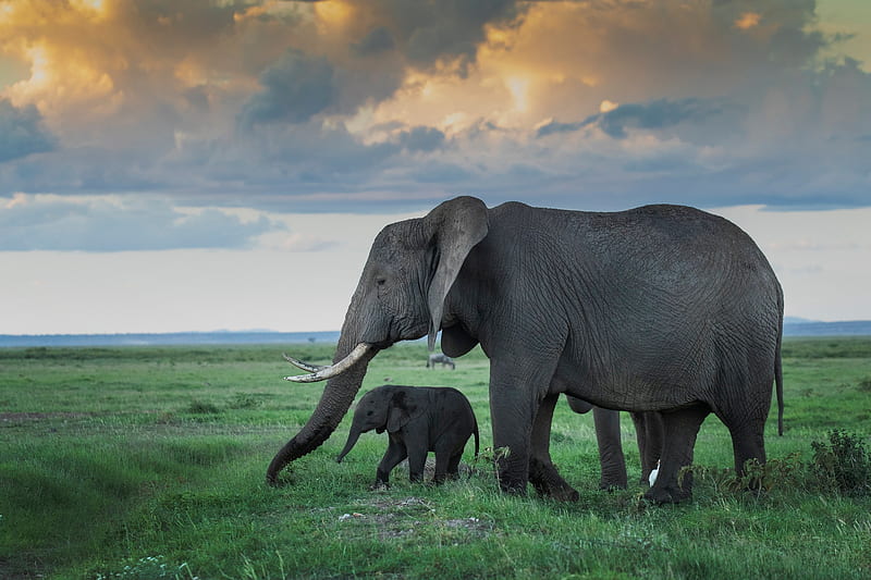 Animal, Elephant, Baby Animal, Wildlife, HD wallpaper