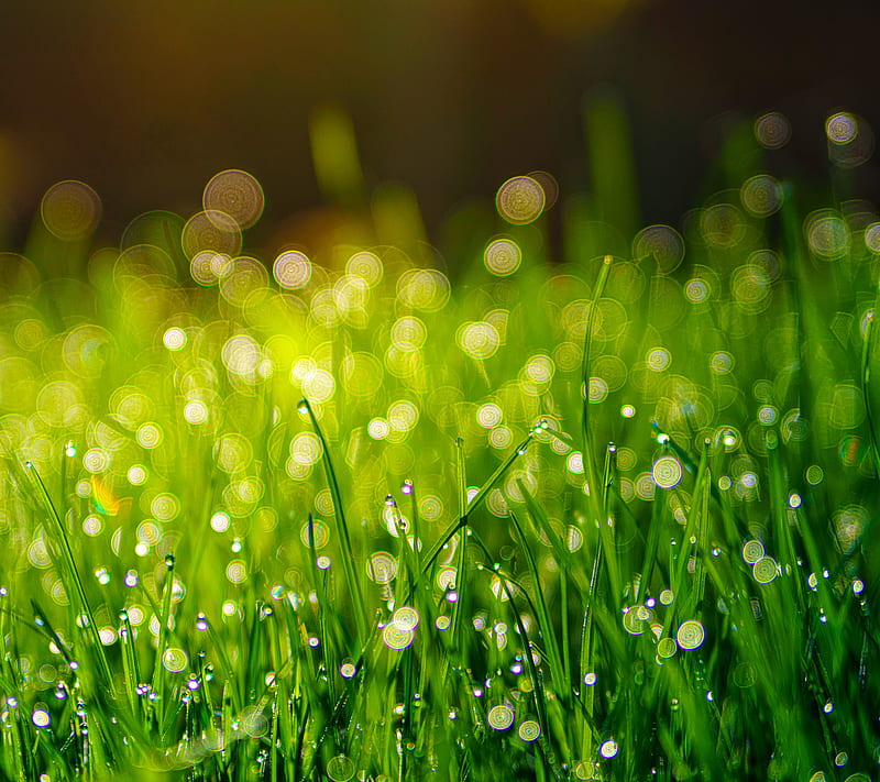 Grass, green, dew, drops, morning, morning dew, nature, macro, close-up, focus, HD wallpaper