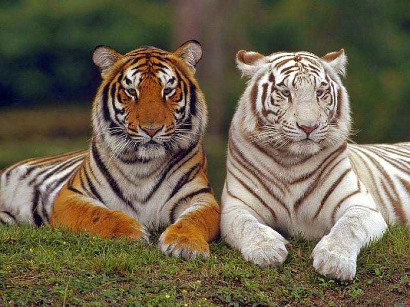 Tigers, cool, HD wallpaper