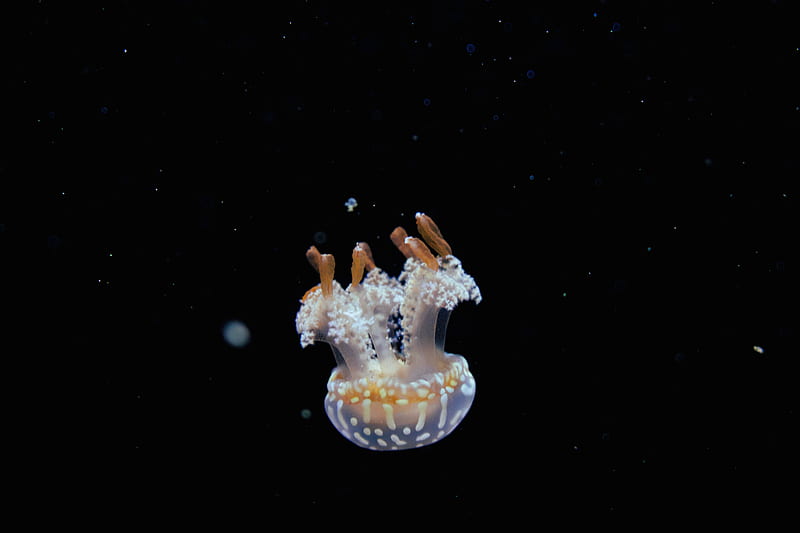 jellyfish, tentacles, water, depth, underwater world, HD wallpaper