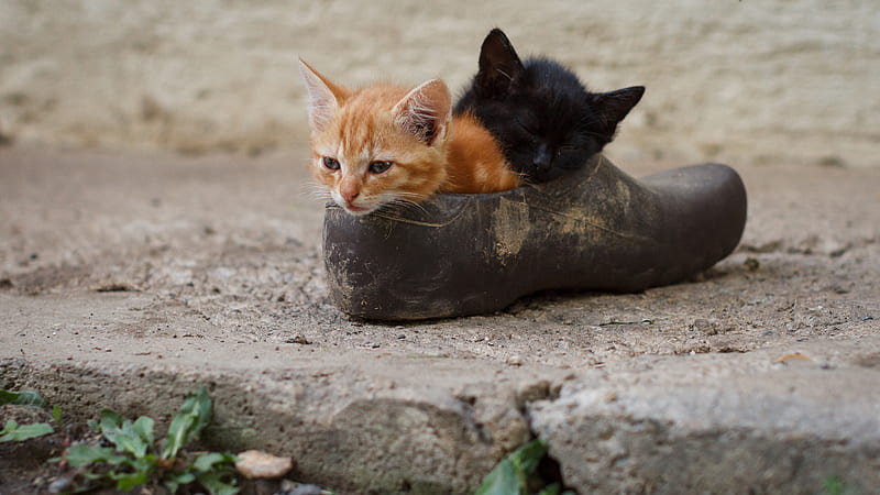 Black And Brown Cats In Old Shoe Animals, HD wallpaper