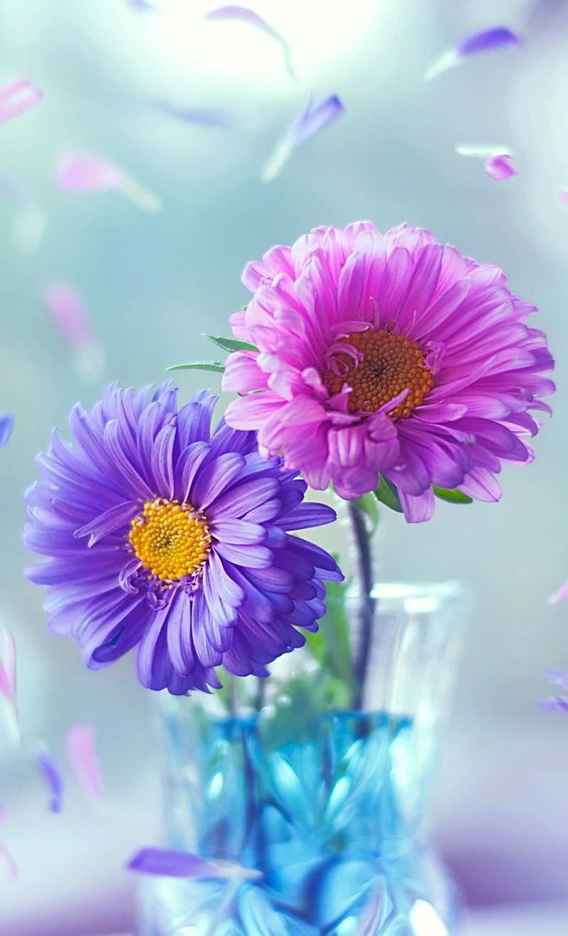 Beautiful flowers, flower, nature, HD phone wallpaper | Peakpx
