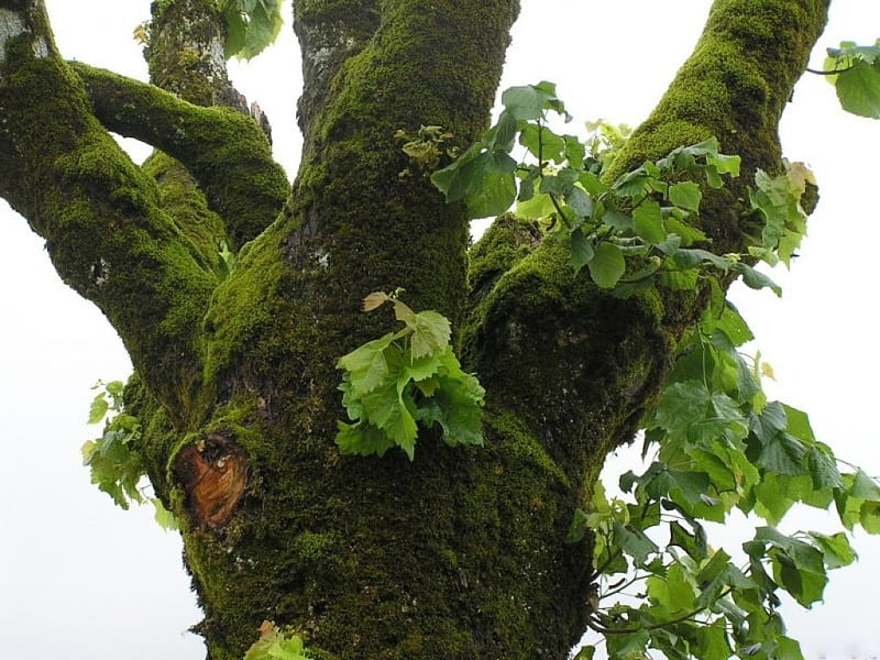 árbol de musgo, crecimiento, hojas, verde, musgo, troncos de árboles,  Árboles, Fondo de pantalla HD | Peakpx